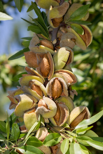 California Almonds Receive Solar Energy Solution